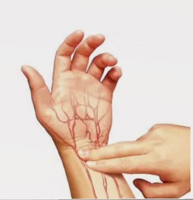 桡动脉位置的图示图片