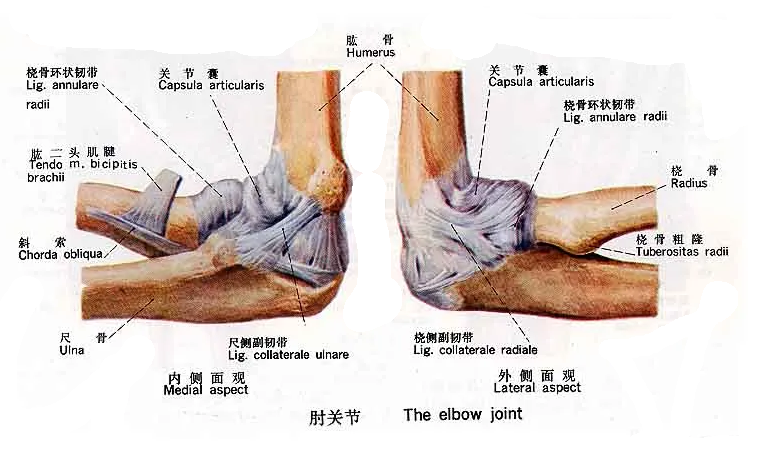 細說肘關節解剖與功能