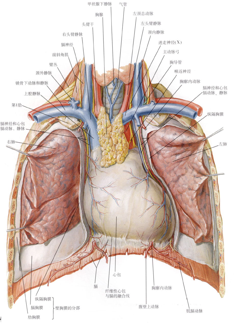 前纵膈解剖位置图片