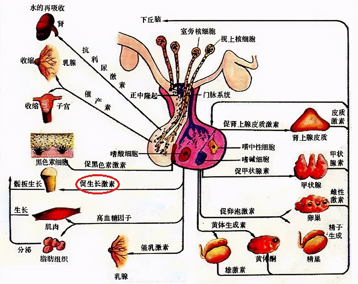 垂體瘤治療篇:這種腦腫瘤有沒有最佳的治療方法?