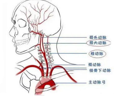 上段頸椎病變導致高血壓下段頸椎會引起血壓變化嗎