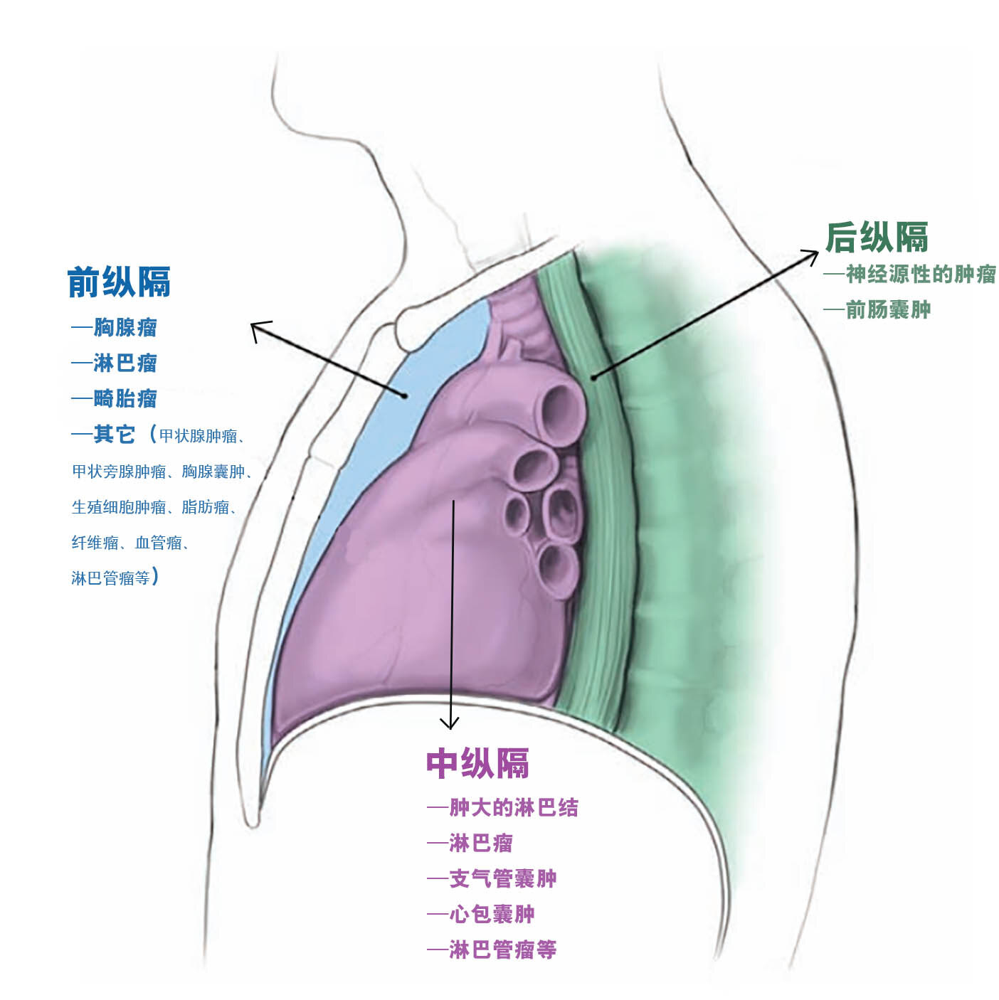 纵膈解剖结构图图片