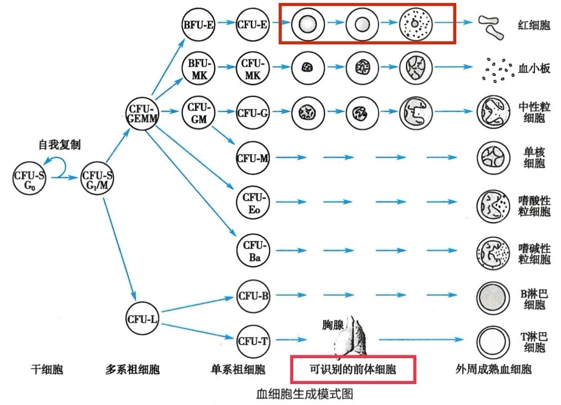 血细胞生成模式图