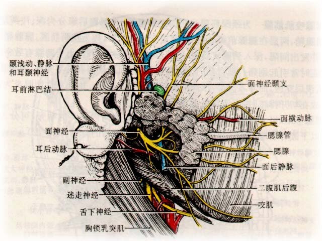 唇部神经分布图图片