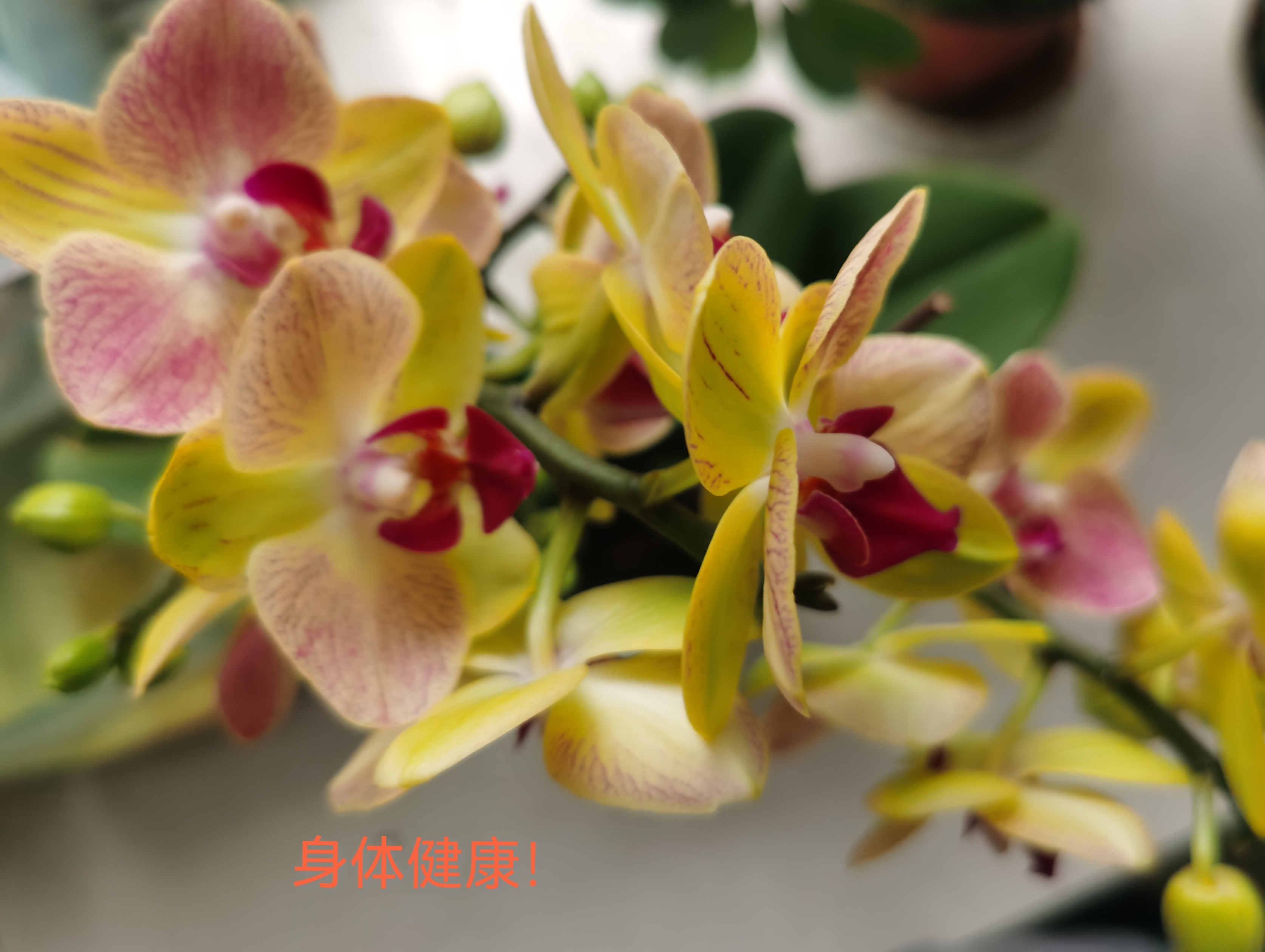 圖文圖片