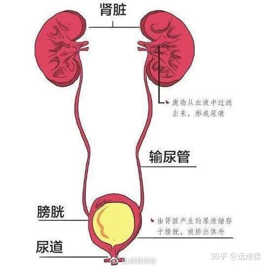 尿道炎图图片