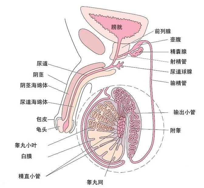 睾丸的正常位置图片图片