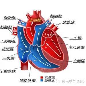 心臟是人體的血泵,分為右心房,右心室,左心房,左心室四個腔.