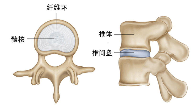 腰椎结构图立体图片