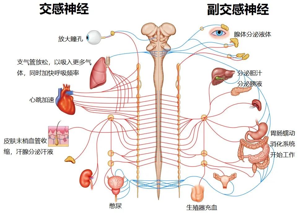 它是神經系統的一部分,包括交感神經和副交感神經.