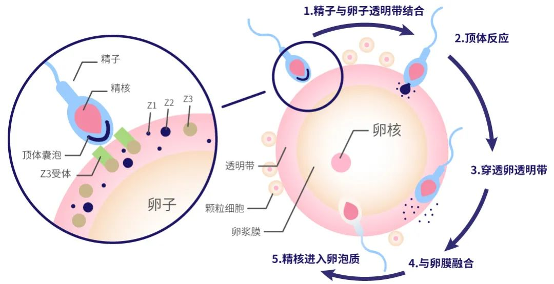 顶体酶是存在于精子头部的蛋白酶