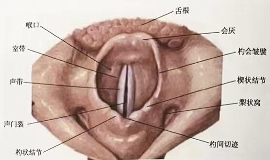 正常咽喉部图片
