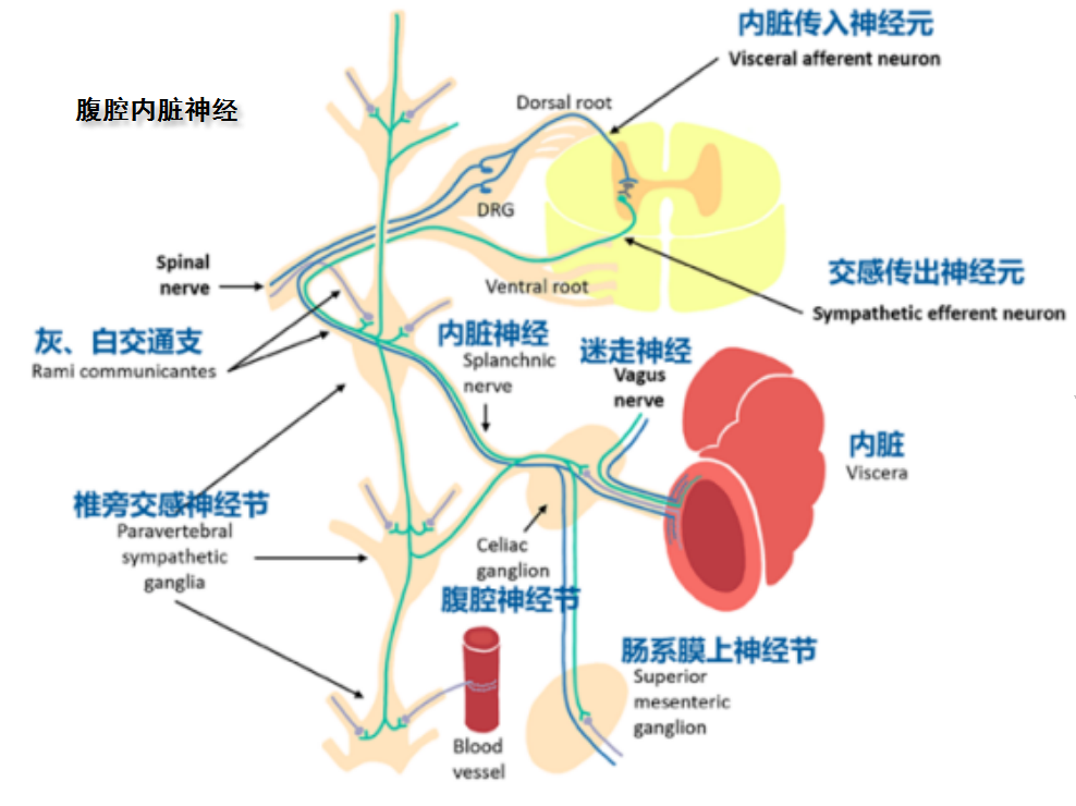 内脏传入神经通路.但是,目前的各种fpb还没能证明足以阻断内脏痛.