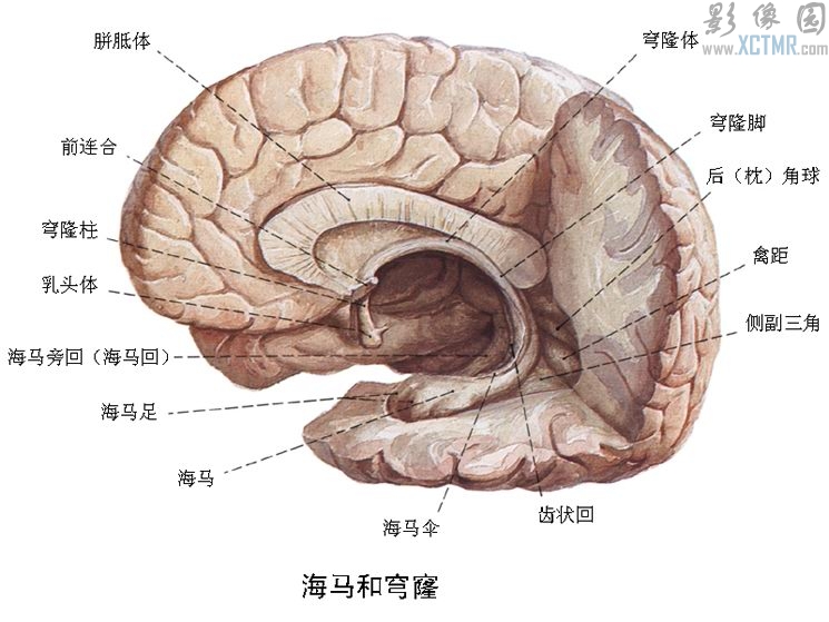 海馬和穹窿解剖圖.jpg