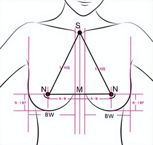 乳房形状 图解图片