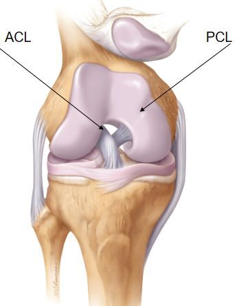 韧带位于膝关节内(如图1,起点位于股骨外髁髁间凹面的后内侧部分,止