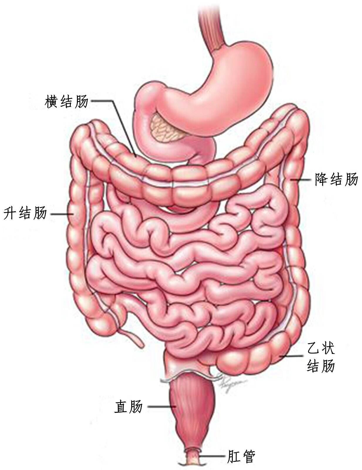 结肠在体表的位置图图片