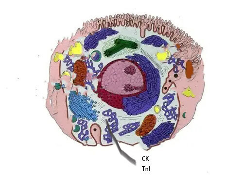 心肌细胞结构示意图jpg