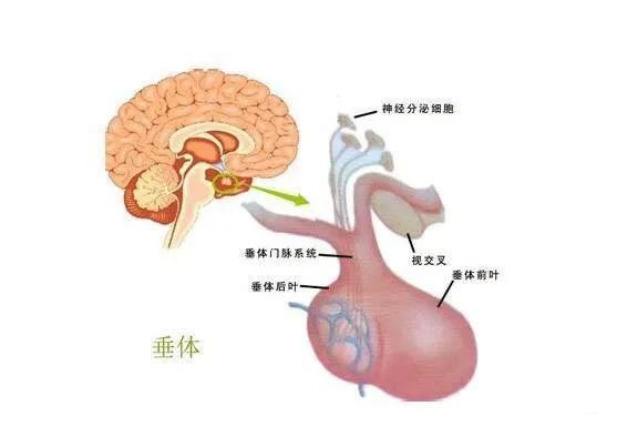 神經垂體是倉庫,垂體後葉(神經垂體)本身不會產生激素,而是作為倉庫