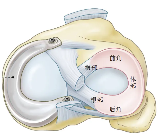 关于膝关节外侧半月板前根解剖
