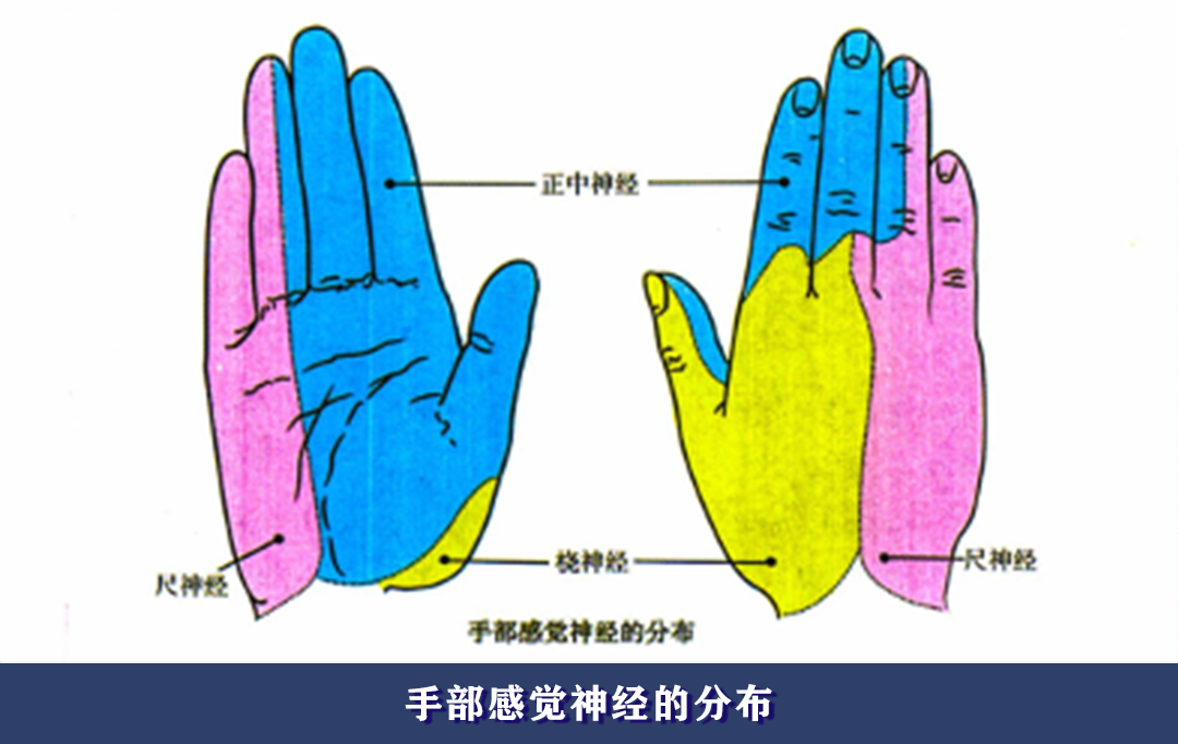 人体右手神经分布图图片