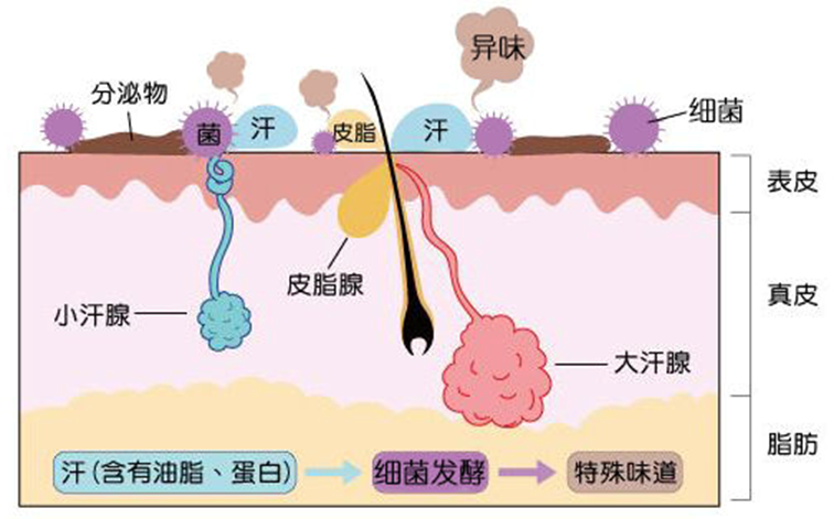 什么是狐臭？狐臭是怎么产生的？ - 好大夫在线