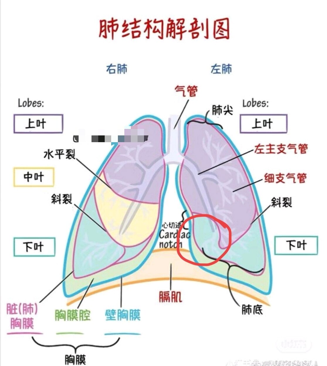 想知道肺结节在什么部位?让我标出来