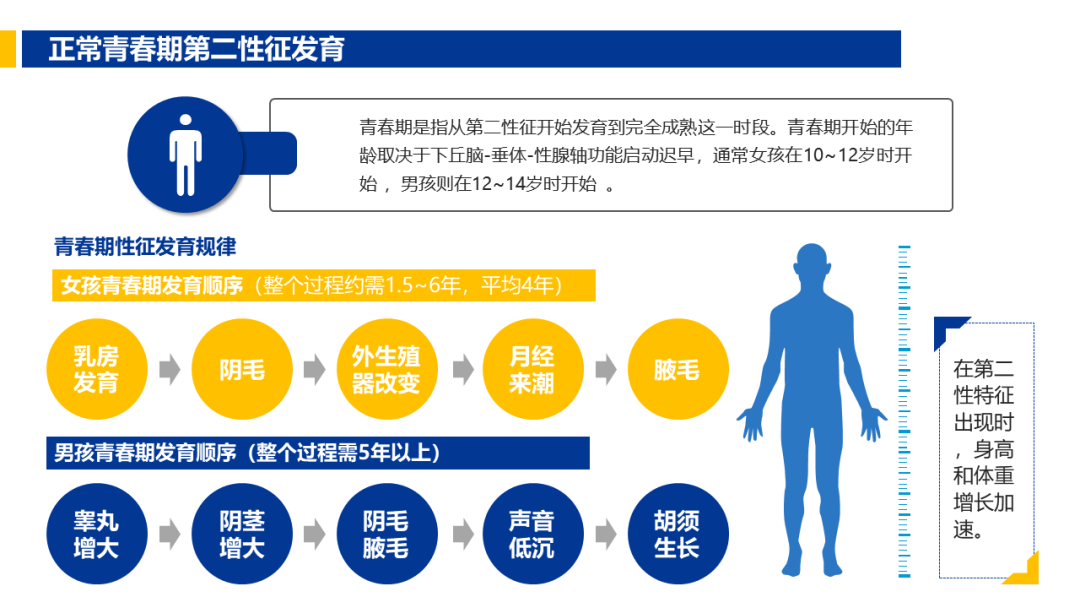 青春期的身體發生巨大變化來源於下丘腦-垂體-性腺軸的覺醒.