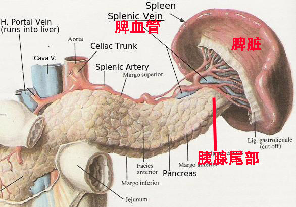 Spleen-Splenic-Vein.jpg