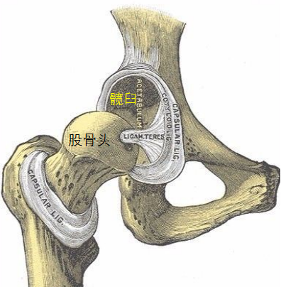 髖關節解剖(圖片來源於網絡)髖關節形似杵臼(圖片來源於網絡)說到直立