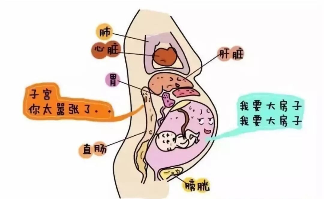 怀孕后,孕妇盆腔血容量增加,性激素作用于肠壁平滑肌致其舒张,肠蠕动