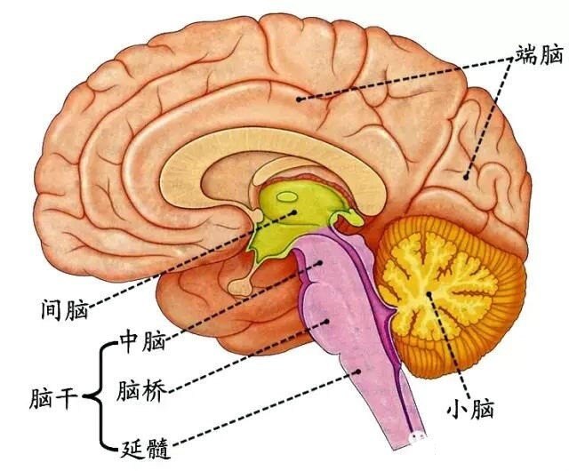 朊病毒大脑解剖图片图片