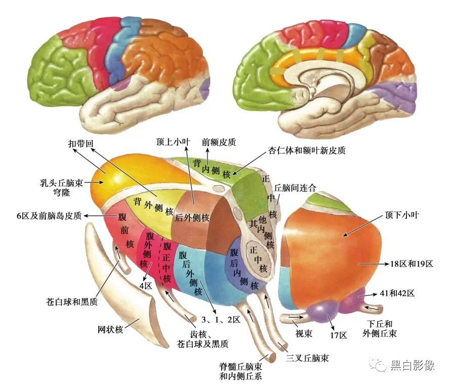 丘脑解剖 - 好大夫在线