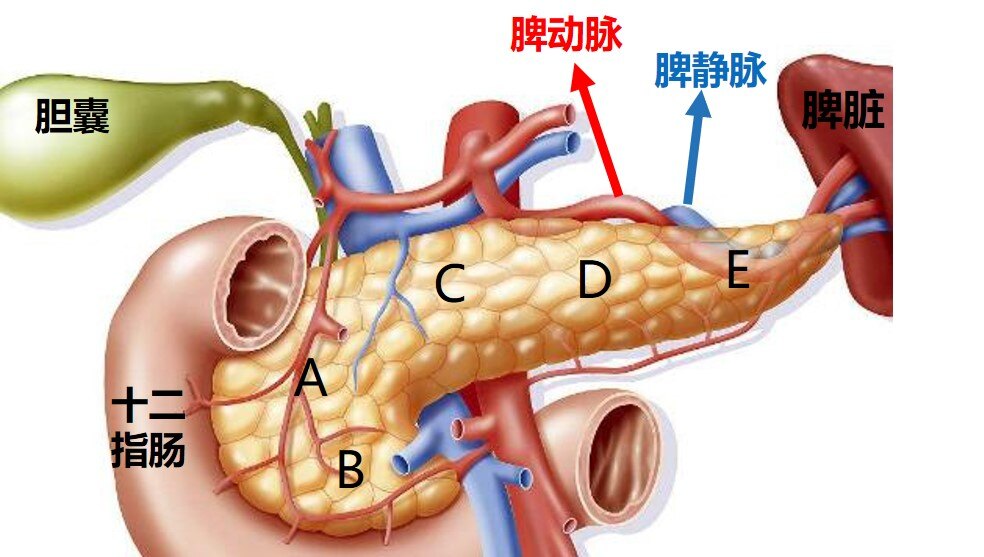 胰腺和脾的位置图片图片