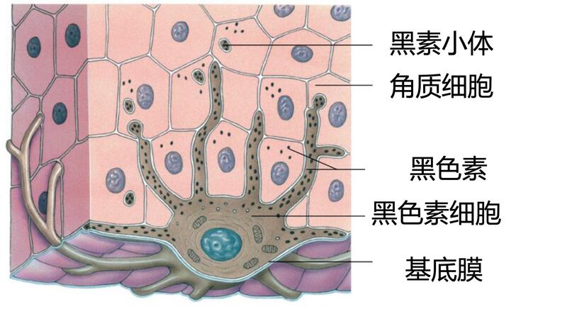黑色素细胞运作.jpg