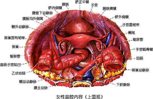 女性生殖器图谱(高清图片)
