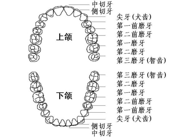 乳牙,恒牙的名称,牙位,形态和正常萌出,换牙的时间 (转载)
