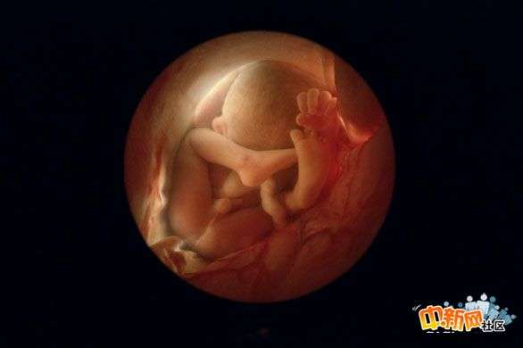 移植第八天胚胎图片图片