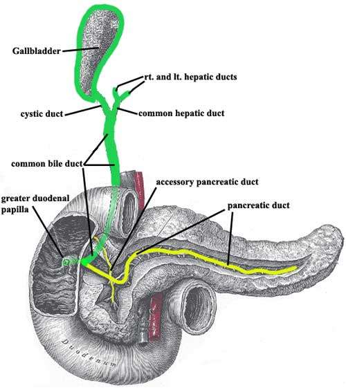 十二指肠镜微创治疗胆总管结石应用解剖图 - 好大夫在线