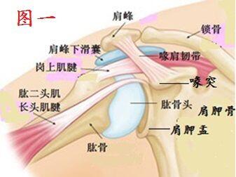 一肩关节解剖