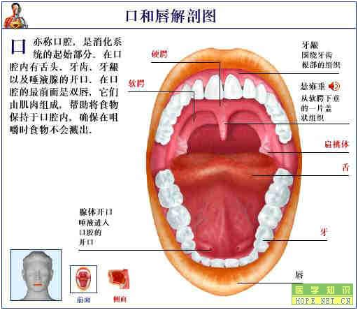 正常人舌头结构图图片