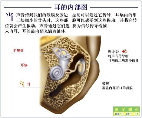 耳解剖圖耳是一個感覺器官.它使人們能夠聽到聲音以及保持平衡.