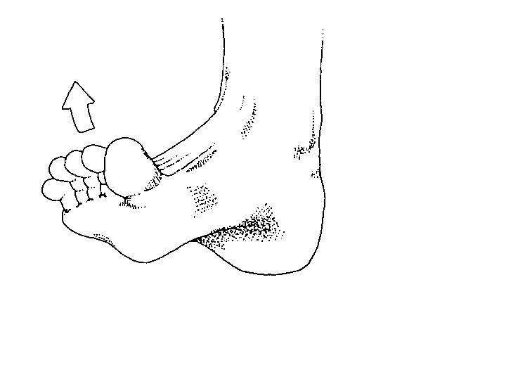 外展(eversion) 外翻(abduction) 旋后(supination)=跖屈(plantar