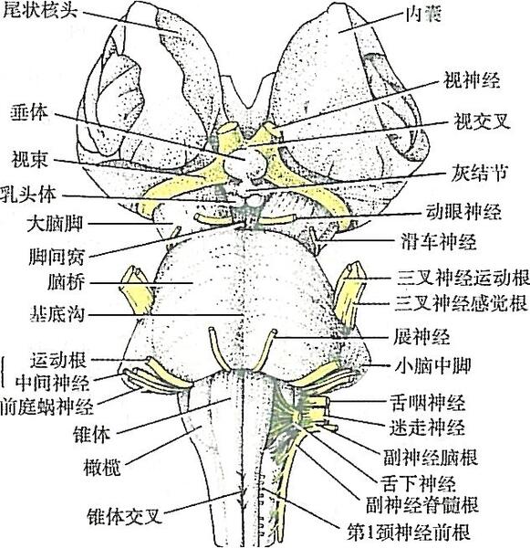图1-1脑的正中矢状切面脑干是位于脊髓和间脑之间的较小部分,自下而上