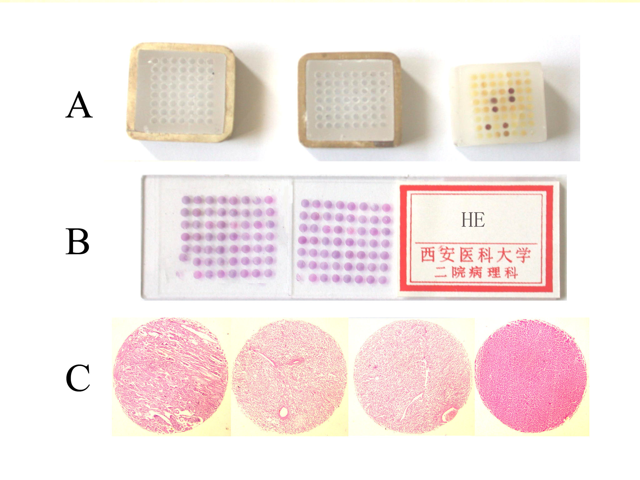 杨军 ht-1组织芯片制备系统1         tmas蜡块的包埋是组织芯片制备