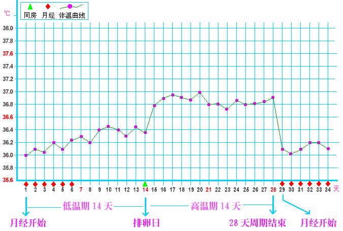 教你看基础体温