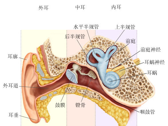 耳蜗的准确位置图图片