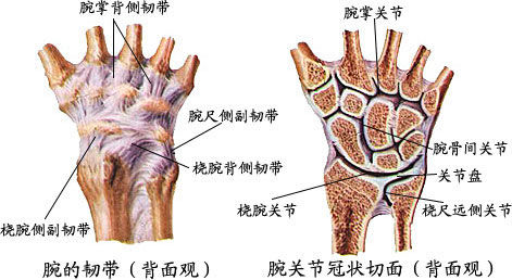 右桡骨颈图片
