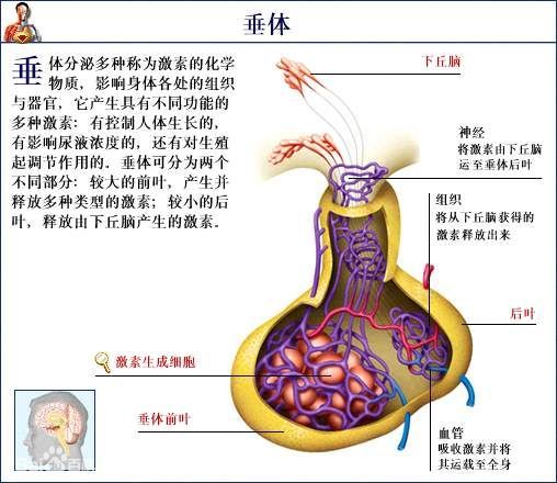 垂体的秘密 - 好大夫在线