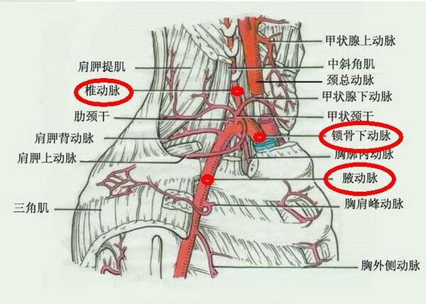 锁骨上动脉位置图片